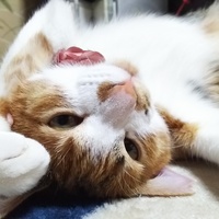 恋空レンちゃん