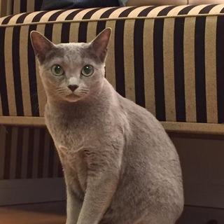 ロシアンブルー　ティファニーちゃん