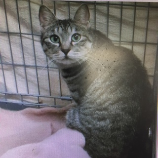 美猫  小柄なサバトラちゃん