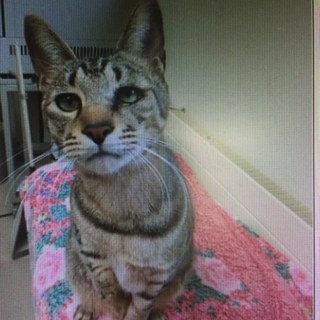 ボランティア保護中！新しい飼い主さん待っています！