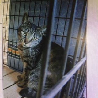 来たばかりでまだ怒ってるニャン！