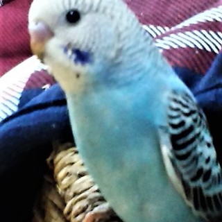 素敵な里親さんのもとに行くことができそうです。