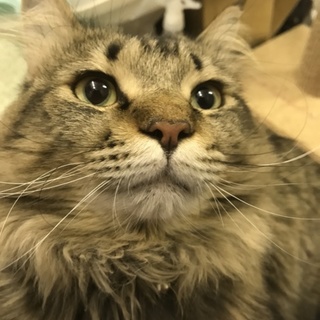 ベタベタの甘えん坊です。