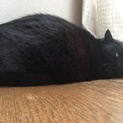 黒猫お母さん
