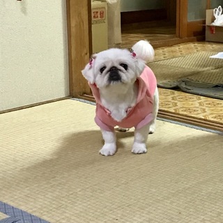 6歳のペキニーズメス
