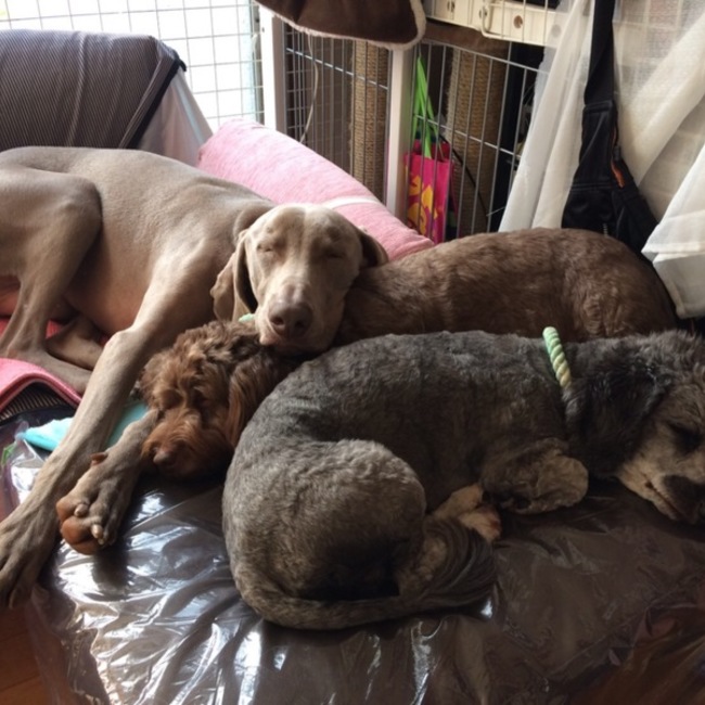 ショコラ★フラン★ルイスのカバー写真