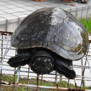 ３月２２日まで！緊急に里親募集中です　亀４匹です。