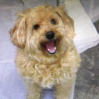 10日期限‼️ トイプードルＭIX ‼️