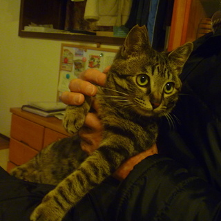 おしゃべり坊やを家族にして下さい！