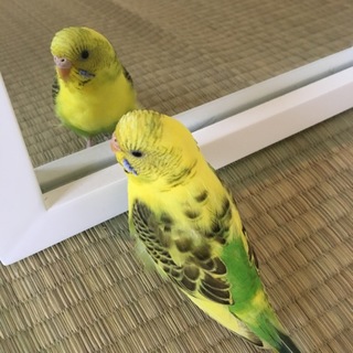 里親さん決まりました