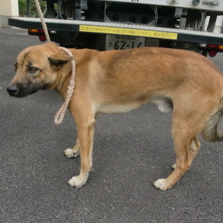 殺処分対象です