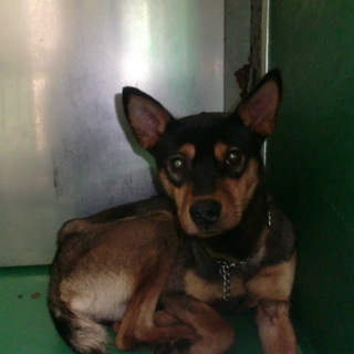 殺処分対象です