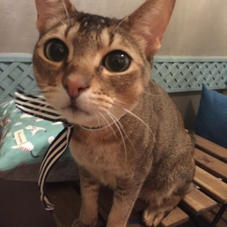 一旦募集停止★アビシニアンかっこいいけどデレデレ