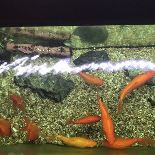 素敵な里親さんに出会えました！ありがとうございます