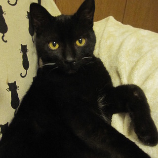 熊本っこの可愛い黒猫ぽっか君