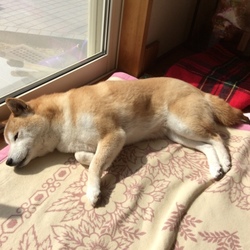 微睡むzzz