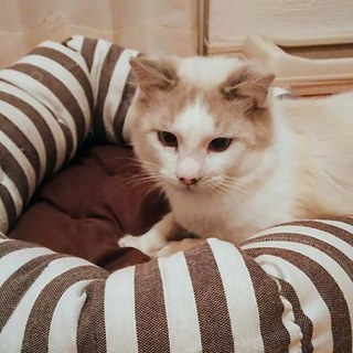 ボロボロ猫が美しくなりました