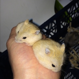 プディング ジャンガリアン 募集です！