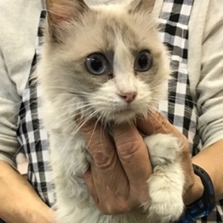 ラグドールの３才の女の子