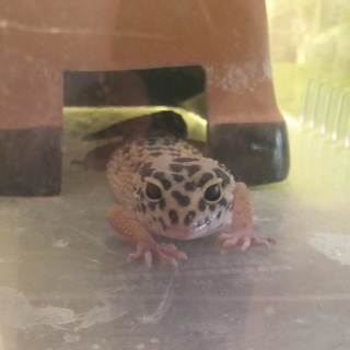 ヒョウモントカゲモドキ