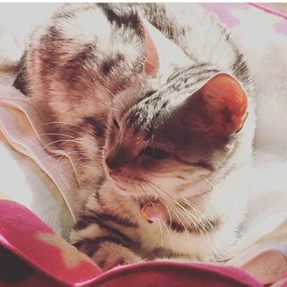 アメショー　成猫