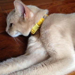 アビシニアンのメス 甘えたがりさんです！