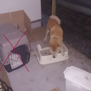 １歳♂壱君の里親募集※一時停止