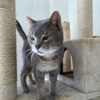 お手ができます！アビシニアン