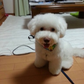 人にも動物にも、すぐになつく元気な子です。