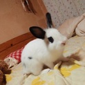 保護うさぎ/リーくん