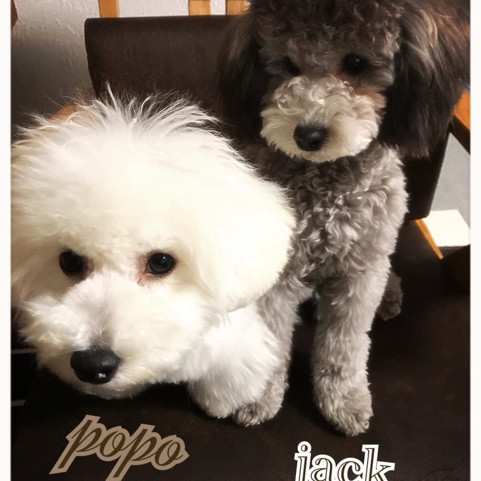 ポポのカバー写真