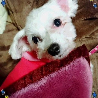 小さくても元気なマルチーズの女の子　ノンちゃん5才