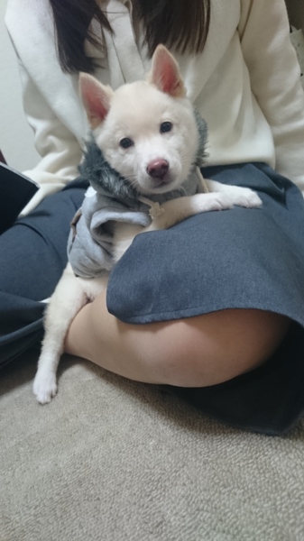 白豆柴 0歳5ヶ月」東京都 - 犬の里親募集(148759) 3枚目の画像