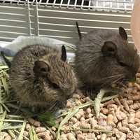 アグーチ&ブルー