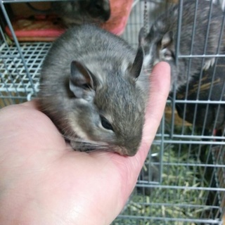 ブルー、ブルーパイドのデグー9匹