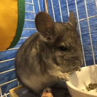 朔弥（さくや）