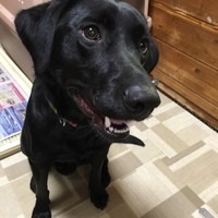 百杏(読み もも)