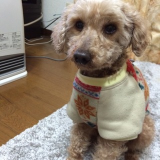 ロン君緑区優しいご家族宅で幸せです（画像有）