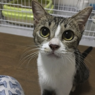  ☆大きなお目々がチャームポイントのあゆみちゃん☆