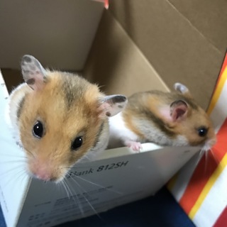 ゴールデンハムスター雄2匹譲ります
