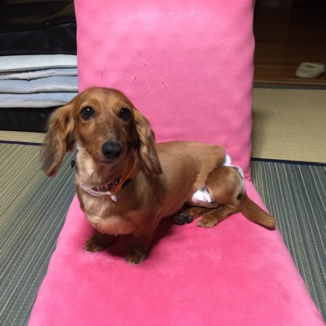 りるまなのカバー写真