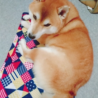 助けてください。柴犬６歳♂