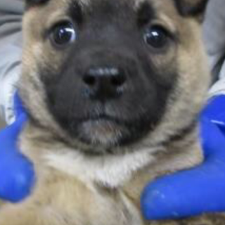 助けてください！生後約1ヶ月の子犬です！