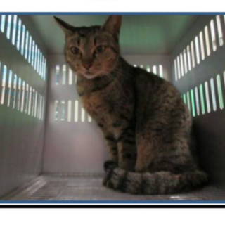 里親様が決まりました☆ありがとうございました。