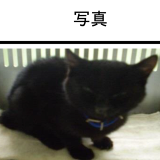 助けてください！人懐こい黒猫ちゃん