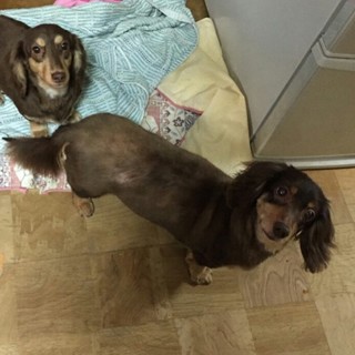 ダックスフントの女の子里親募集❗