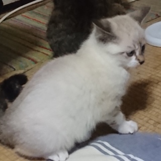 子猫の里親募集