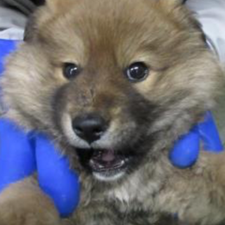 助けてください！生後約3ヶ月の子犬です！