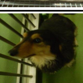 里親様が決まりました。ありがとうございました。