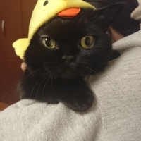 琥珀
